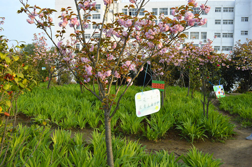 云顶yd2223线路检测举办挂树牌活动